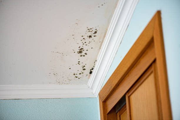 Best Industrial Mold Remediation in Cottonwood, MN