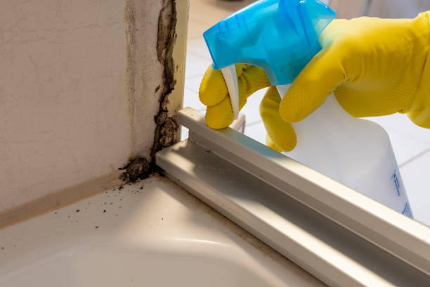 Best Commercial Mold Remediation in Cottonwood, MN