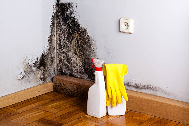 Best Post-Flood Mold Remediation in Cottonwood, MN